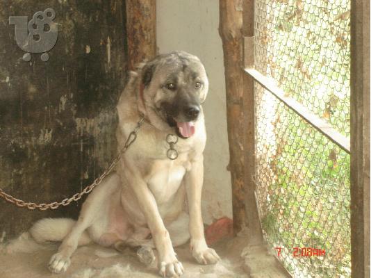 PoulaTo: KANGAL